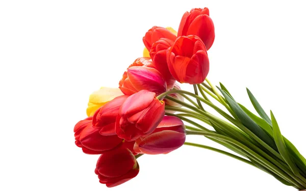 Rote Tulpe Isoliert Auf Weißem Hintergrund — Stockfoto