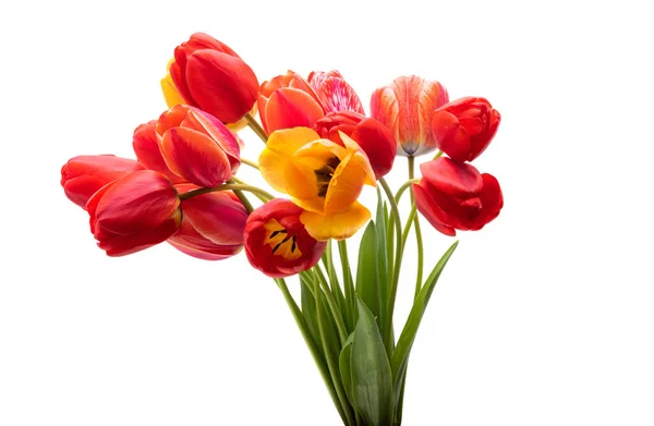 Rote Tulpe Isoliert Auf Weißem Hintergrund — Stockfoto