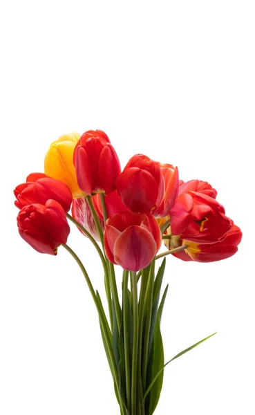 Tulipán Rojo Aislado Sobre Fondo Blanco —  Fotos de Stock