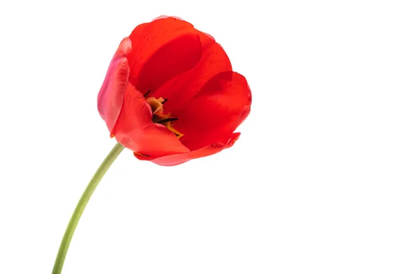 Червоний Тюльпан Ізольований Білому Тлі — стокове фото