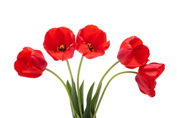 Tulipa Vermelha Isolada Fundo Branco — Fotografia de Stock