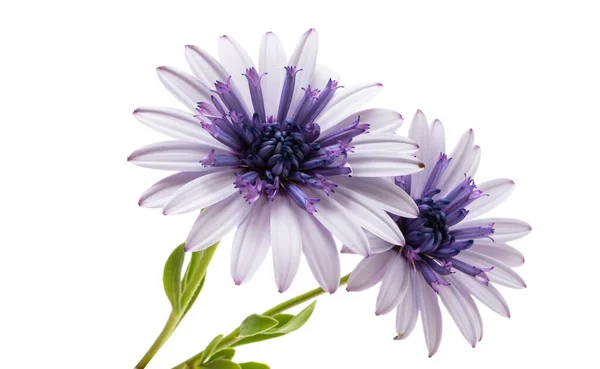 Osteosperumum Fiore Margherita Isolato Sfondo Bianco — Foto Stock