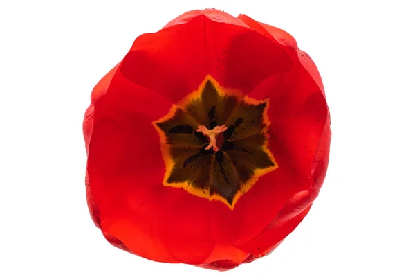 Tulipán Rojo Aislado Sobre Fondo Blanco —  Fotos de Stock