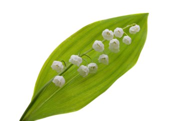 Nilüfer çiçekleri beyaz arka planda izole. 