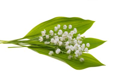 Nilüfer çiçekleri beyaz arka planda izole. 