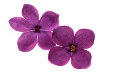 Beyaz arkaplanda yalıtılmış leylak çiçekleri 