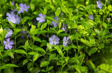 İlkbaharda ormanda büyüyen menekşe çiçekleri.
