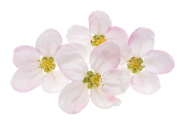 Elma ağacı çiçekleri beyaz arkaplanda izole 