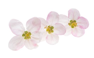 Elma ağacı çiçekleri beyaz arkaplanda izole 