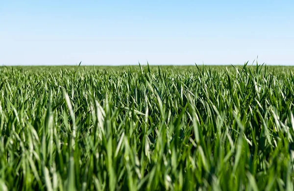 Zelená Pšenice Poli Slunečného Dne — Stock fotografie