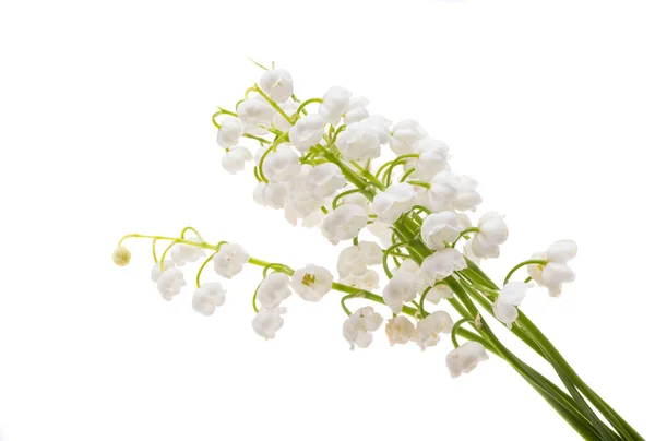 Lily Valley Flowers Isolated White Background — Stock Photo, Image