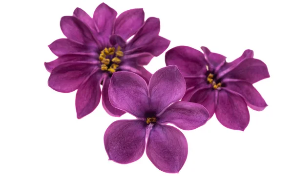 Lilac Flowers Isolated White Background — Stock Photo, Image