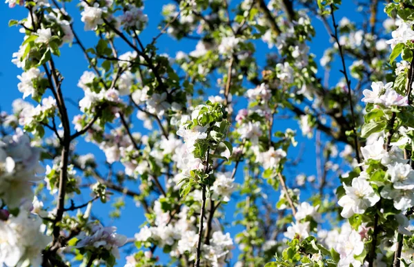 Blommande Äppelträd Solig Dag Mot Blå Himmel — Stockfoto