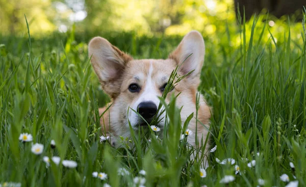 科奇犬在春天的草地上开花 — 图库照片