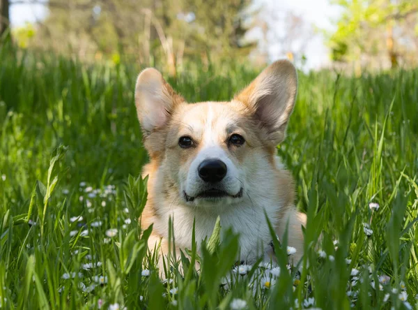 科奇犬在春天的草地上开花 — 图库照片