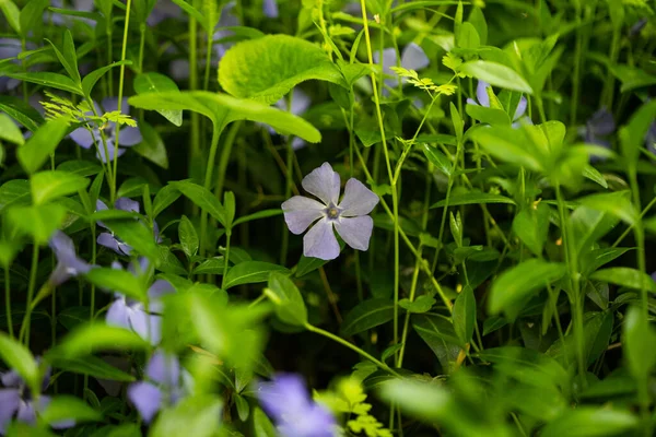 Periwinkle Kwiaty Rosnące Lesie Wiosną — Zdjęcie stockowe