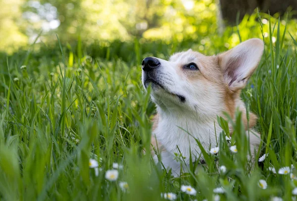 科奇犬在春天的草地上开花 — 图库照片