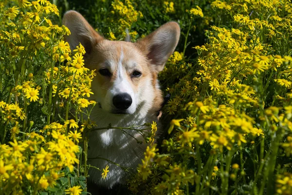 Corgi Σκυλί Στο Λιβάδι Λουλούδια Την Άνοιξη — Φωτογραφία Αρχείου