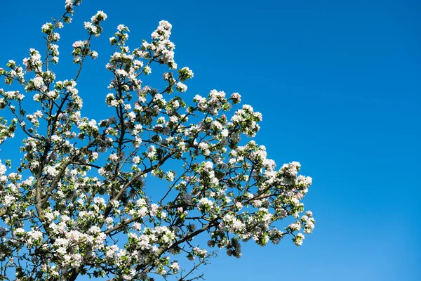 Blommande Äppelträd Solig Dag Mot Blå Himmel — Stockfoto