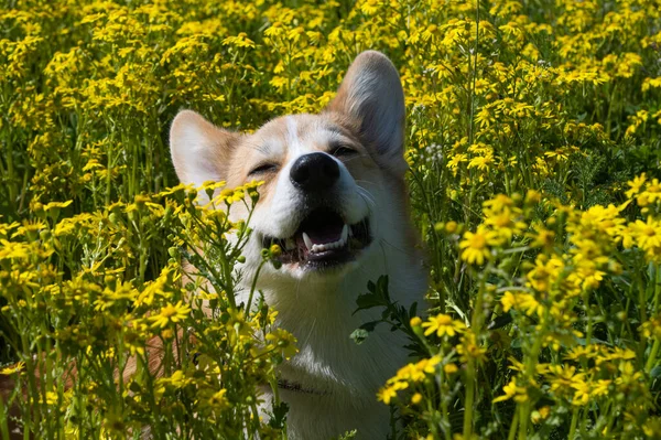 Corgi Dog Meadow Flowers Spring — Stock Photo, Image