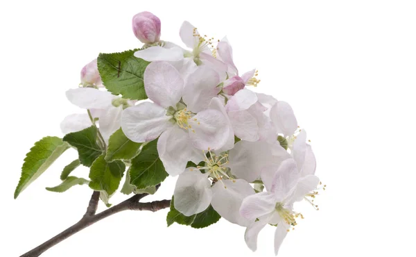Elma Ağacı Çiçekleri Beyaz Arkaplanda Izole — Stok fotoğraf