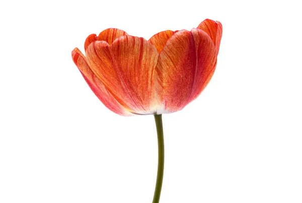 Tulipan Izolowany Białym Tle — Zdjęcie stockowe