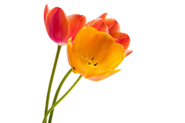 Tulipa Isolada Sobre Fundo Branco — Fotografia de Stock
