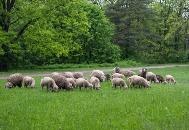 Baharda otlayan koyun sürüsü 