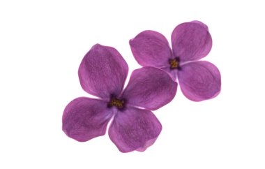 Beyaz arkaplanda yalıtılmış leylak çiçekleri