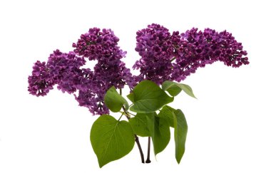 Beyaz arkaplanda yalıtılmış leylak çiçekleri