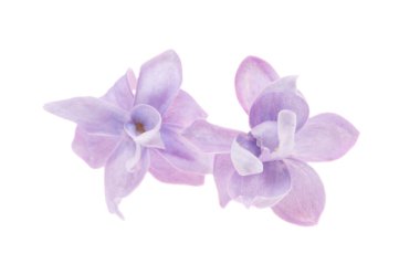 Beyaz arkaplanda yalıtılmış leylak çiçekleri
