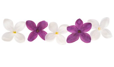 Beyaz arkaplanda yalıtılmış leylak çiçekleri 