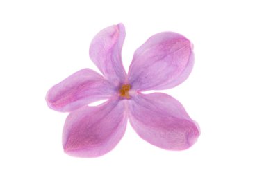 Beyaz arkaplanda yalıtılmış leylak çiçekleri 