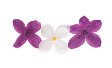 Beyaz arkaplanda yalıtılmış leylak çiçekleri 