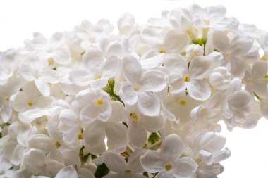 Beyaz arkaplanda yalıtılmış leylak çiçekleri 