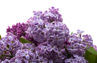 Beyaz arkaplanda yalıtılmış leylak çiçekleri 