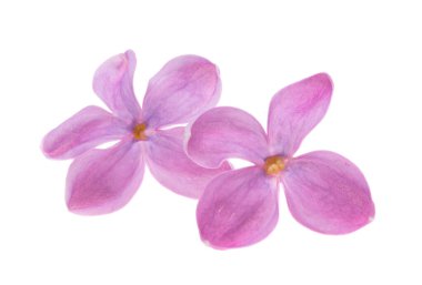 Beyaz arkaplanda yalıtılmış leylak çiçekleri 