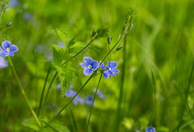 Baharda güneşli bir günde yeşil çimlerde mavi çiçekler 