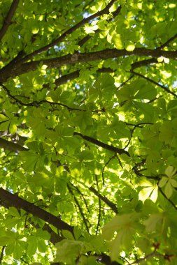 Baharın güneşli bir gününde ağaç taçlarının yeşil yaprakları. 