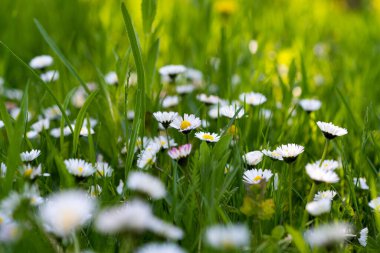 Baharın güneşli bir gününde yeşil çimlerde beyaz papatyalar 