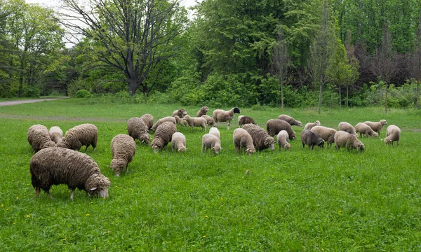 春には羊の群れが放牧され — ストック写真