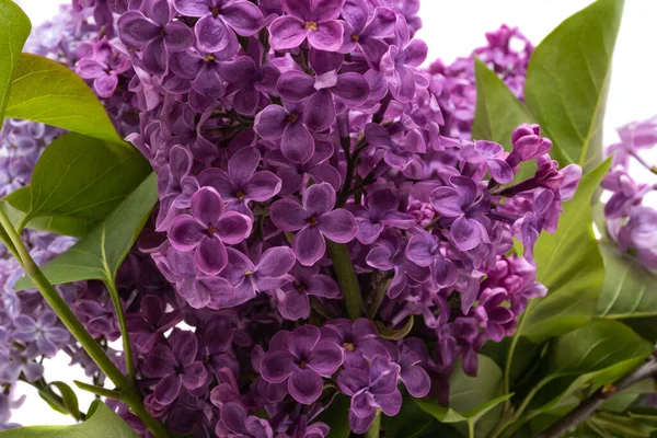 Lila Bloemen Geïsoleerd Witte Achtergrond — Stockfoto