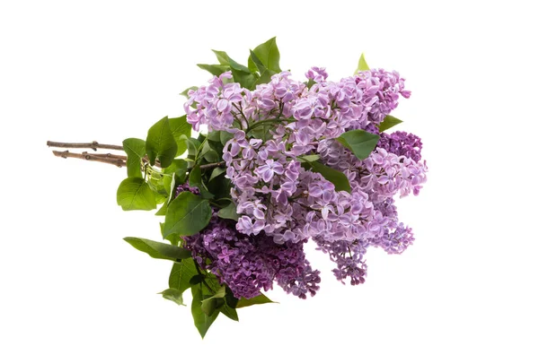 Lilac Flowers Isolated White Background — Stock Photo, Image