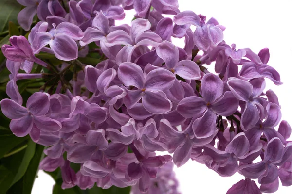 Lila Bloemen Geïsoleerd Witte Achtergrond — Stockfoto