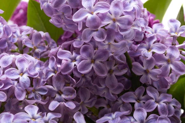 Lila Bloemen Geïsoleerd Witte Achtergrond — Stockfoto