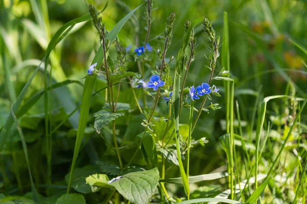 Flores Azules Hierba Verde Día Soleado Primavera — Foto de Stock