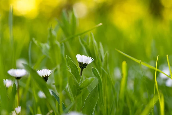 Baharın Güneşli Bir Gününde Yeşil Çimlerde Beyaz Papatyalar — Stok fotoğraf