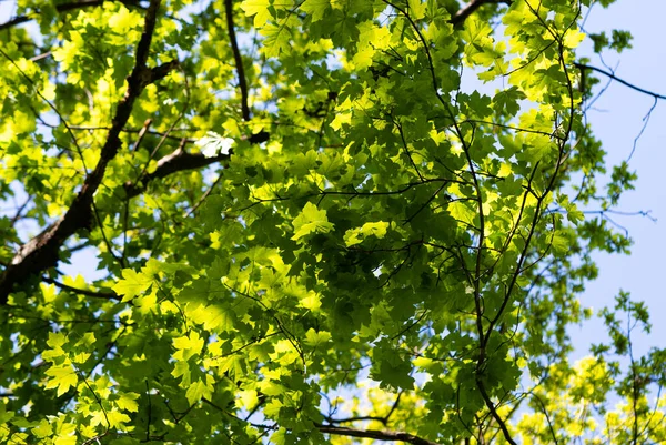 Green Foliage Tree Crowns Sunny Day Spring — Stock Photo, Image