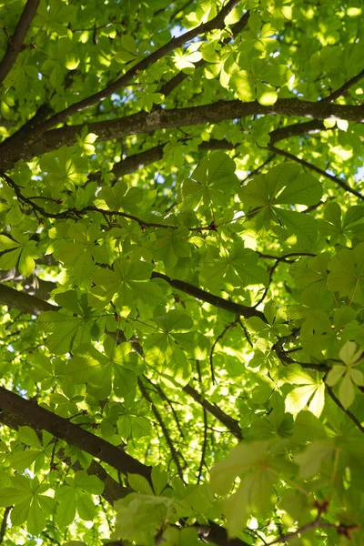 Green Foliage Tree Crowns Sunny Day Spring — Stock Photo, Image