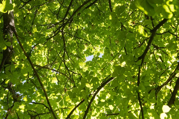 Fogliame Verde Delle Corone Degli Alberi Una Giornata Sole Primavera — Foto Stock